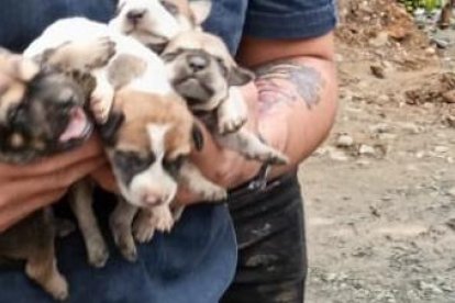 Evidencia del allanamiento realizado