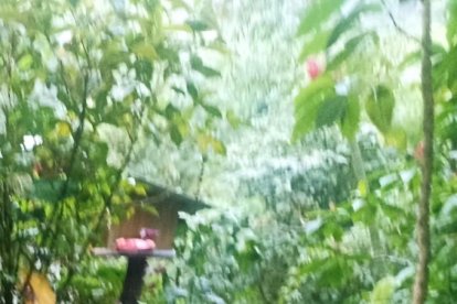 Perri, con mucha  alegría, recibe a los turistas y los lleva por  los recorridos.