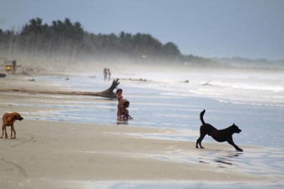 El perrito Wilson (café) paseando en la playa de Muisne.