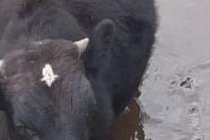 Los propietarios dijeron que el animal se había soltado de una soga.