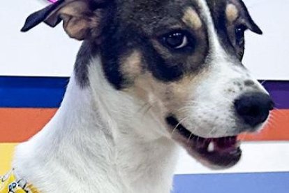 Heidy es una perrita rescatada que desde este martes 23 de abril está en 'Combate'.