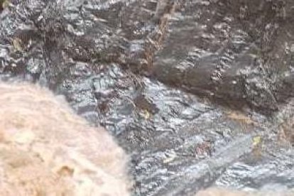 Miembros del Grupo de Operaciones Especiales, con canes amaestrados y bomberos de Pallatanga buscan a la joven.