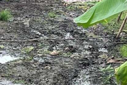 El 21 de enero de 2024, día en el que se descubrieron el cargamento de las 21 toneladas y media de cocaína, fue detenido el cuidador de la finca, en Vinces.