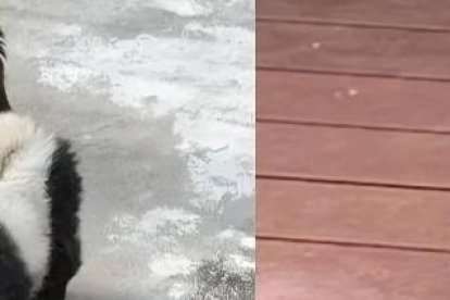 Así lucían los perros de raza chow chow