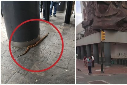 Imagen de la culebra captada en el centro de la urbe porteña