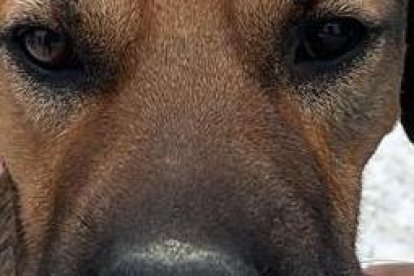 El perro de aproximadamente dos años de edad fue visto nadando en medio del río, luchando por su vida.