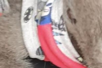 El animal se encontraba en mal estado de salud, según se comprobó posteriormente.