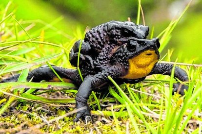 El jambato, una rana endémica de Ecuador que se creía extinta desde 2004 , fue redescubierta en 2016 en la localidad de Angamarca