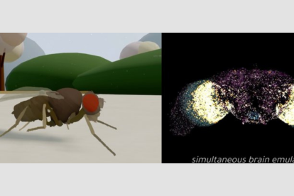 La simulación muestra una mosca digital controlada por el cerebro emulado de un insecto real