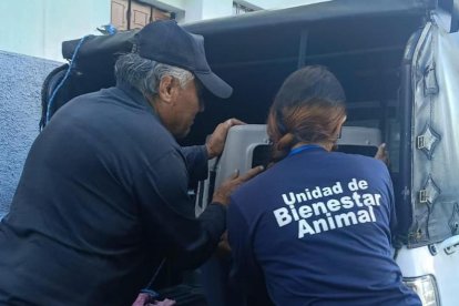 La Unidad de Bienestar Animal retiró a los caninos del sitio.