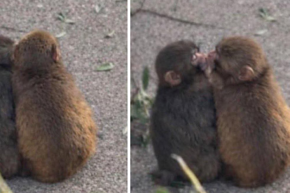 Punch enternece a las redes tras ser visto junto a su “novia” Momo-chan