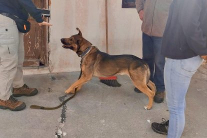 Especialistas de la UBA Quito evaluando a Hachi, un perro rescatado con problemas de conducta por aislamiento.