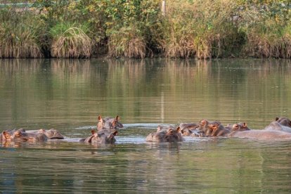 La presencia de hipopótamos pone en riesgo los ecosistemas acuáticos