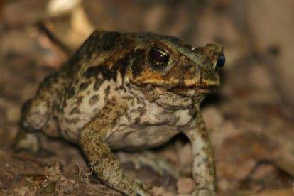 El sapo de caña aparece solo en zonas húmedas. Medios estadounidenses reportan que la causa de su visita en el país sean las lluvias.
