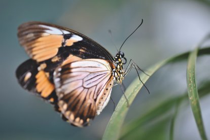 Las alas de la mariposa pueden repeler el agua y reducir el impacto de la lluvia.