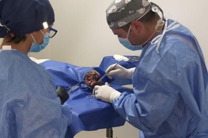 Dos médicos veterinarios operaron a la perrita. La intervención quirúrgica para salvarle la vida duró cerca de cinco horas.