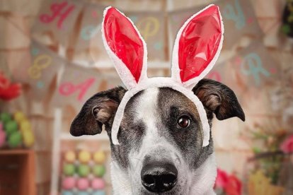 El can, de 7 años, tiene cerca de 5 mil seguidores en Instagram.