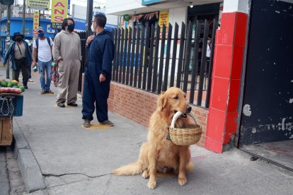 El can cumpliendo con el distanciamiento físico antes de ingresar a un local.