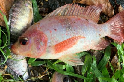 Referencial. El animal estaba muerto en las entrañas del hombre.