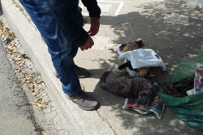 Cuando los rescatistas acudieron en auxilio de los animales ya fue tarde.