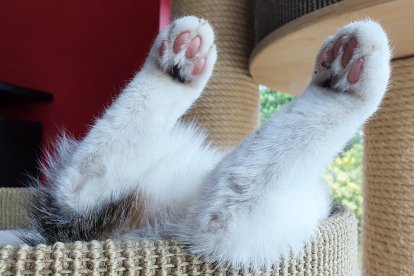 Poner el trasero delante es como un escaneo de huellas digitales para los felinos.