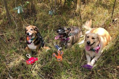 Las tres mascotas recorren juntas el país, además de compartir el mismo hogar.