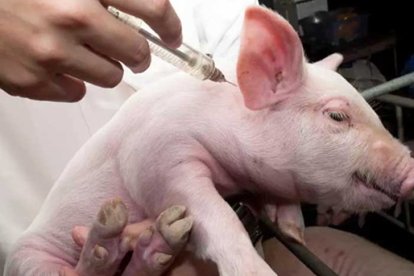 El nuevo virus detectado se puede convertir en pandemia.