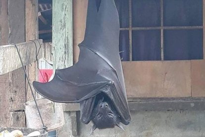 El animal es inofensivo, solo se alimenta de frutas.