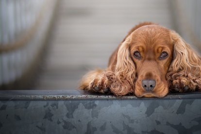 Las orejas por ser demasiado largas, deben ser controladas para evitar infecciones.
