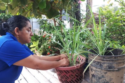 Grenny Pacheco continúa con la  tradición de su progenitora, como es la siembra de la hierba luisa..