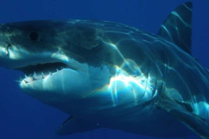 Referencial. El tiburón se le estaba acercando al niño.