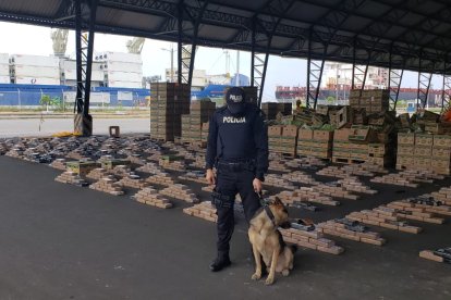  Fue el agente canino, Pac, halló la droga en las cajas con banano. 