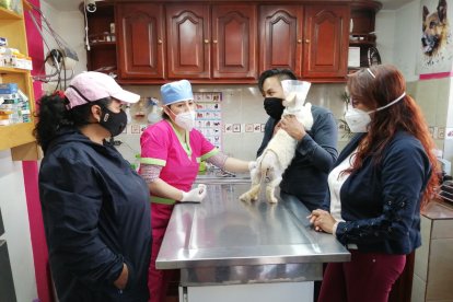 Pucho teme a los humanos e intentó atacar a quienes lo estaban curando.