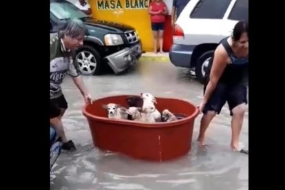 Los cachorros fueron trasladados en una enorme lavacara plástica.