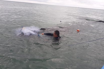 Momento en que un guardaparques intenta quitar las mallas que envolvían al animal.