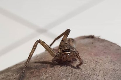 'Peggy' le debe la vida a Elina, una joven que en lugar de matarla le ayudó a recuperar sus extremidades.