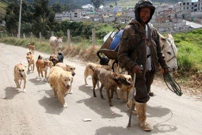 Salvador Naula camina con sus perros hacia la ciudad en busca de alimentos.