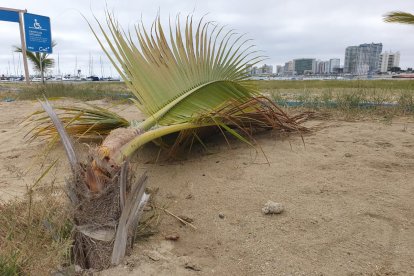 Más de una docena de plantas ornamentales fueron destruidas.