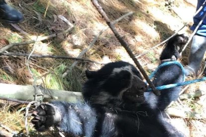 El animal fue brutalmente agredido por los comuneros de Pesillo.