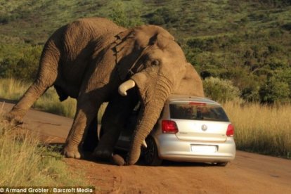  Ni el animal, ni las personas resultaron heridos.  