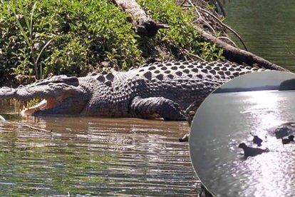  El reptil logró camuflarse en la orilla del río donde jugaban los canes.  
