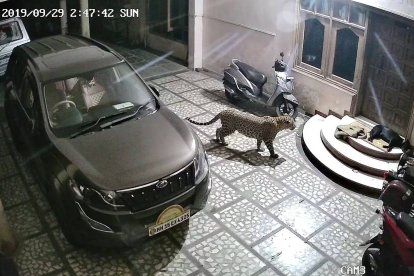  El can intentó huir del felino, pero este logró alcanzarlo.  