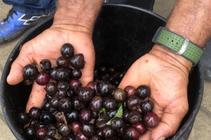 El pechiche busca recuperar su espacio en el hogar guayaquileños.