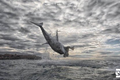 El preciso instante en que el tiburón alcanza los 4,5 metros para cazar a su presa, una foca.