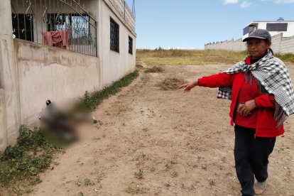 Princesa quedó muerta en la pared de la casa de sus amos, mientras que Maní, otro can, sobrevivió.