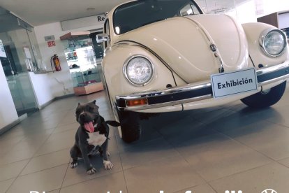 La perra fue rescatada por el guardián de la empresa quien la vio vagando.