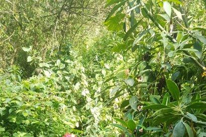 Un grupo de bomberos se interna en la zona para tratar de ubicar al niño.