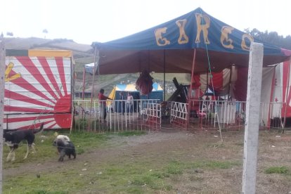 Son 72 circos en todo el país que están paralikzados. Artistas piden apoyo