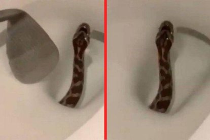 Imágenes del video en que se ve a la serpiente saliendo del retrete.
