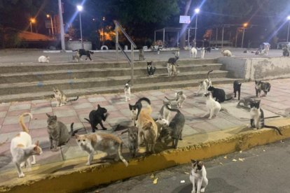 La colonia está ubicada en la plazoleta El pescador, en Manta.